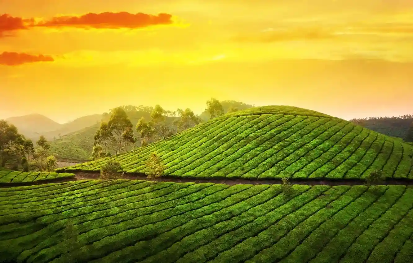 image of kerala